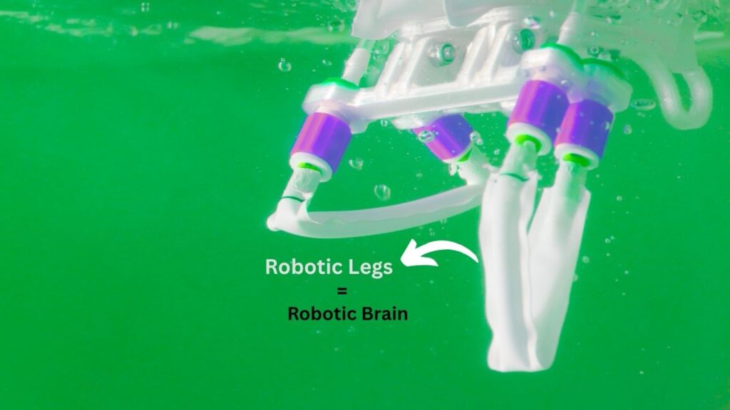 AI Just Got Smarter at Controlling Soft Robots — Here’s How It’s Learning to Move Like Humans 4 Brain-Free Pneumatic Walkers – The Power of Morphology
