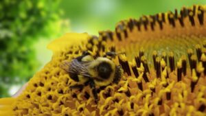 Bumblebee Colony’s Secret Pause Strategy