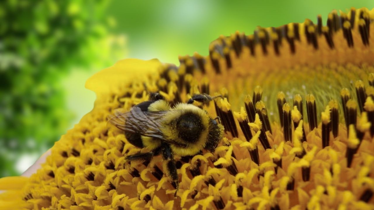 Bumblebee Colony’s Secret Pause Strategy