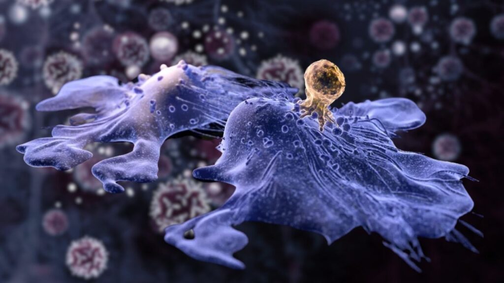 Child Who Received CAR-T Cancer Therapy Remains Disease-Free 18 Years Later 1 CAR-T Cancer Therapy