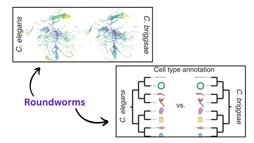 Caenorhabditis elegans and Caenorhabditis briggsae