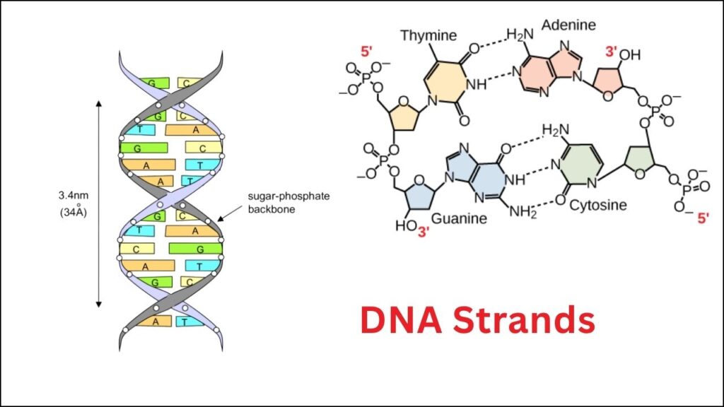 DNA Strands