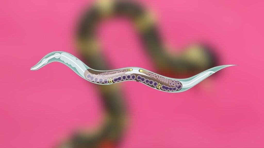 Frozen Transparent Worms Maintain Gene Sync for 20 Million Years