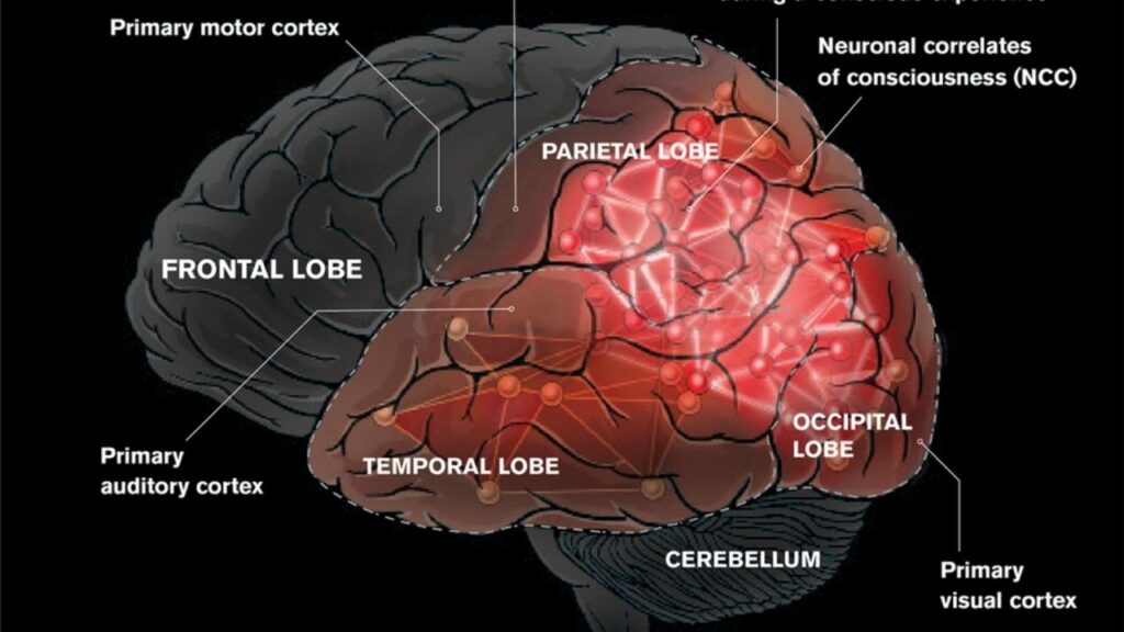 How Consciousness Works in the Brain