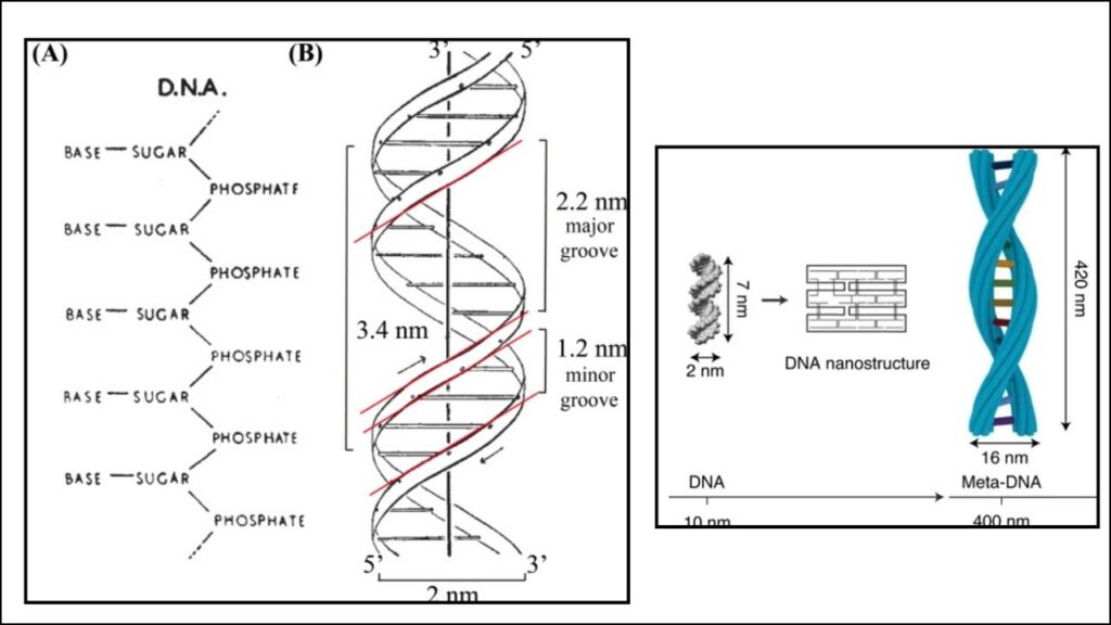 How Does DNA Nanotechnology Fit In