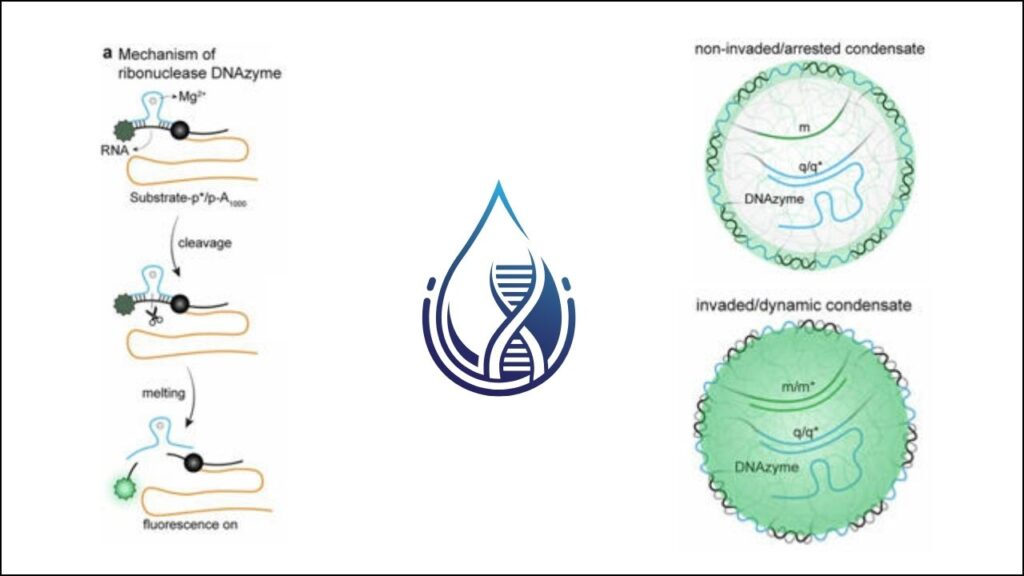 How Does the Wave Motion Work in DNA Droplet