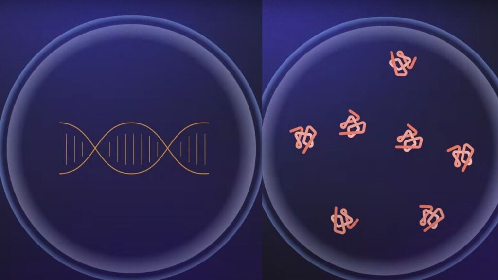 Learning from Nature Evolution-Inspired Protein Design