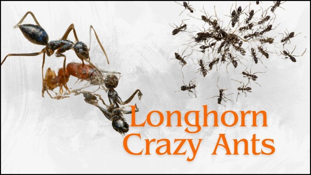 Swarm Intelligence in Crazy Ants Offers Insights for Robotics 3 Longhorn crazy ants