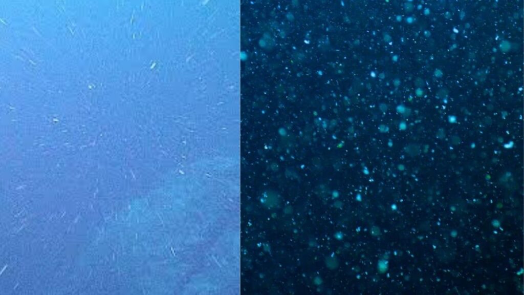 Marine Snow