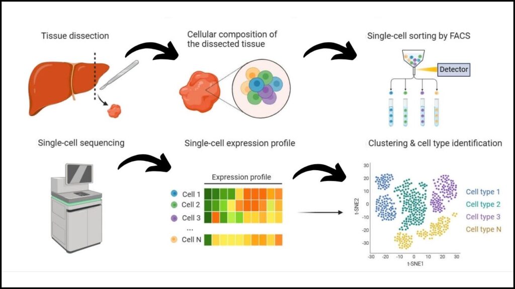 Single Cell RNA Sequencing