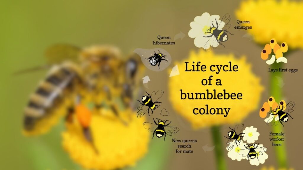 Scientists Uncover Bumblebee Colony’s Secret Pause Strategy That Changes Everything 2 Understanding the Bumblebee Queen’s Pause Strategy