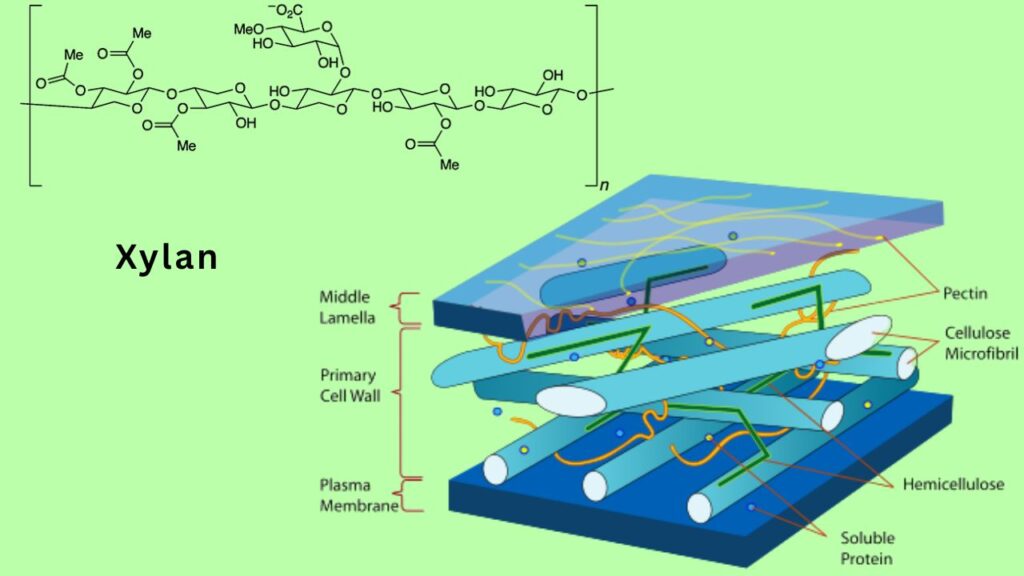 New Bio-Based Hot Glue Made From Industrial Waste Outperforms Traditional Adhesives 3 Xylan
