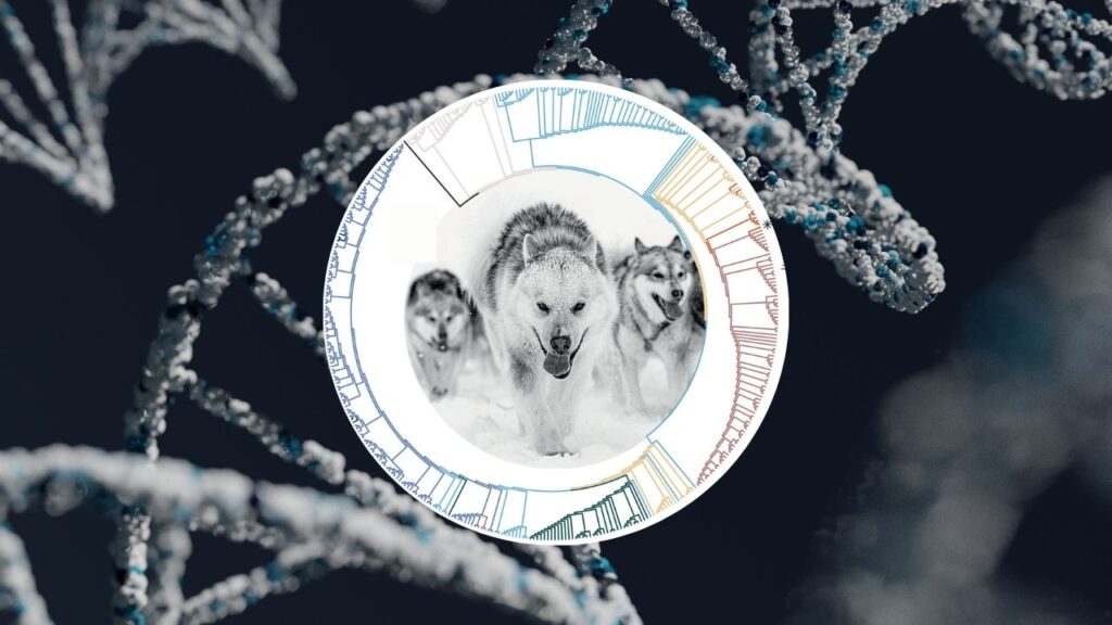 Ancient DNA From Sled Dogs Offers New Clues About Human Migration History 1 Ancient DNA From Sled Dogs Offers New Clues About Human Migration History