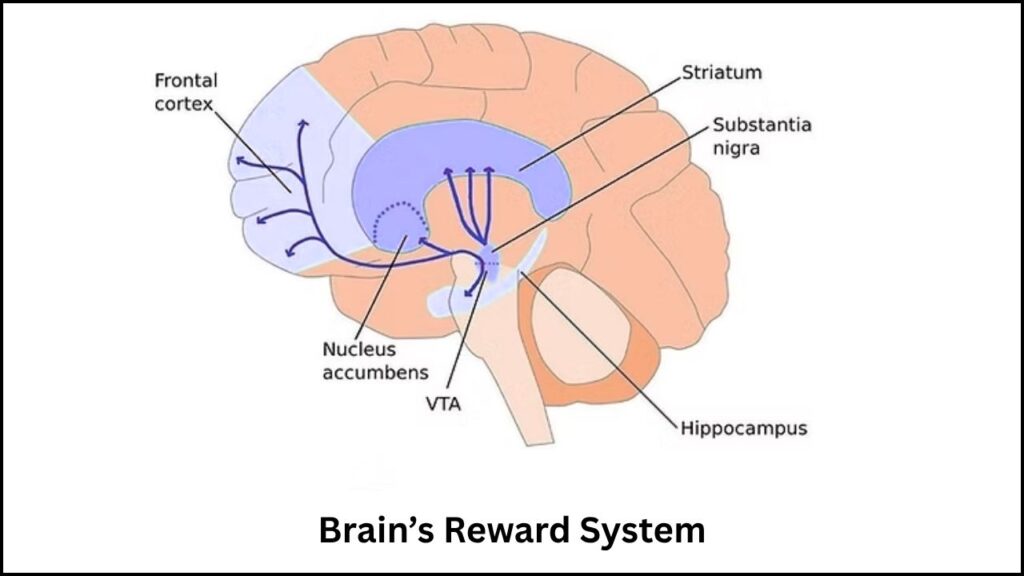 AI-Inspired Models Reveal Surprising Experiences Boost Human Learning 3 Brain’s Reward System