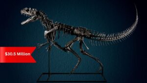 Ceratosaurus Fossil Auction
