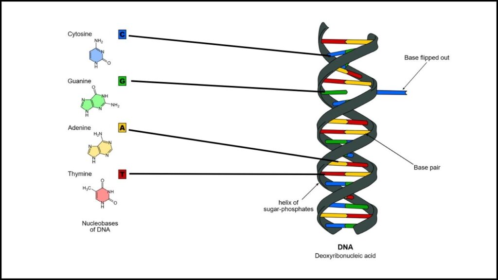 Breakthrough in DNA Machines: How Scientists Are Turning DNA Into Programmable Molecular Robots 3 DNA Base Pairing