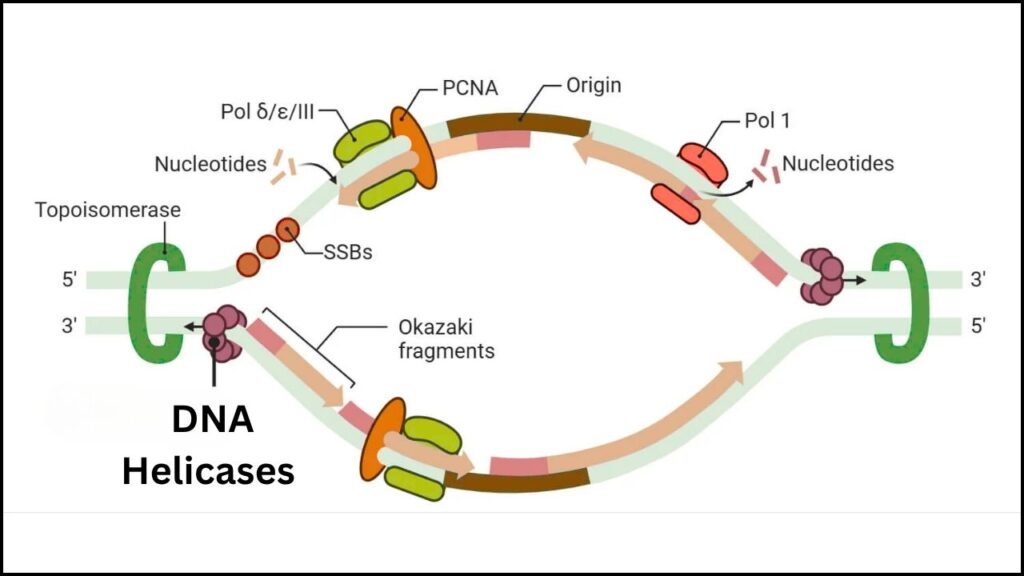 Breakthrough in DNA Machines: How Scientists Are Turning DNA Into Programmable Molecular Robots 5 DNA Helicases