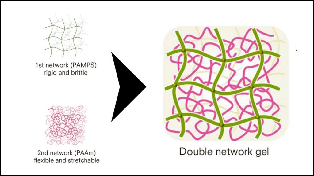 New Gel Polymer Mimics Muscle and Gains Strength With an Innovative Formula 3 Double-Network Hydrogels
