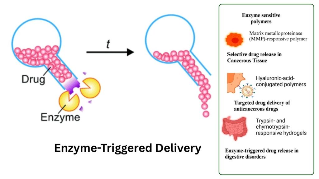 Enzyme-Triggered Delivery