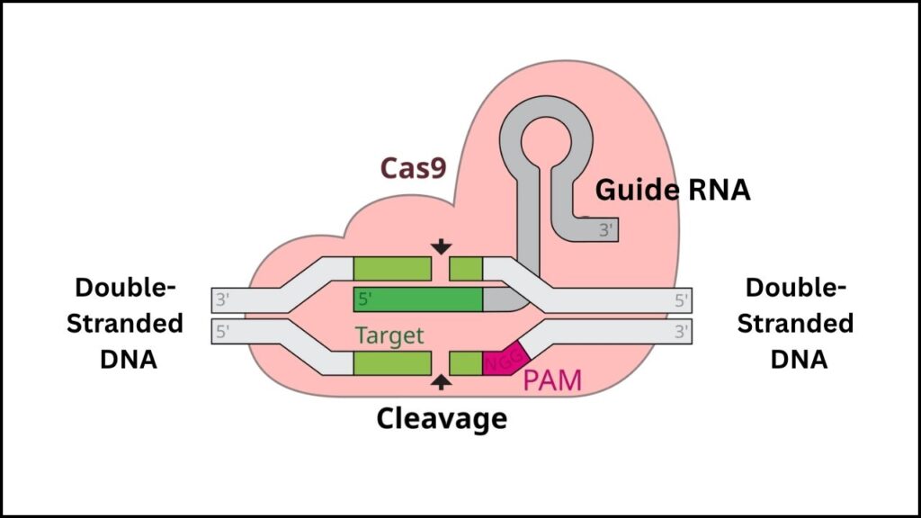 New Genetic Discovery Could Unlock Powerful Breakthroughs in Disease Treatment 3 Gene Editing Using CRISPR