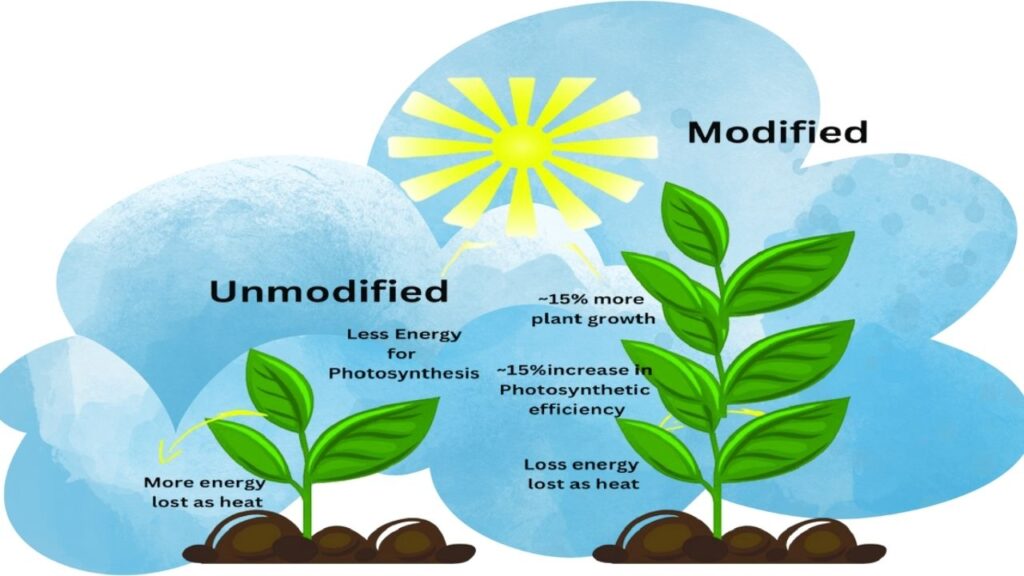 Genetically Engineered Plants Now Show Higher Efficiency for Sustainable Biofuel Production 2 Genetically Engineered Plants