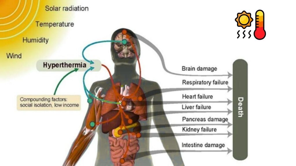 Scientists Link European Heatwave Deaths to Fossil Fuel Emissions 3 Heatwaves Are Silent Killers