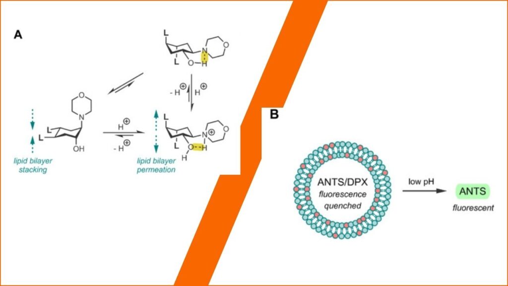 How Do Molecular Switches Work