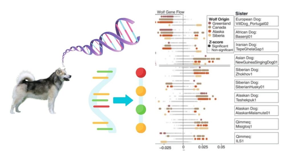 Ancient DNA From Sled Dogs Offers New Clues About Human Migration History 5 How Do Researchers Study Ancient Dog DNA