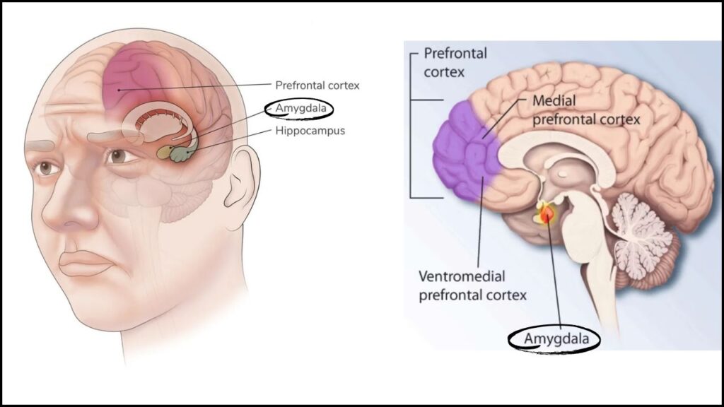 Neuroscientists Decode Visual Signals in Brains of People Without Mental Imagery 3 How Does the Brain Create Mental Images