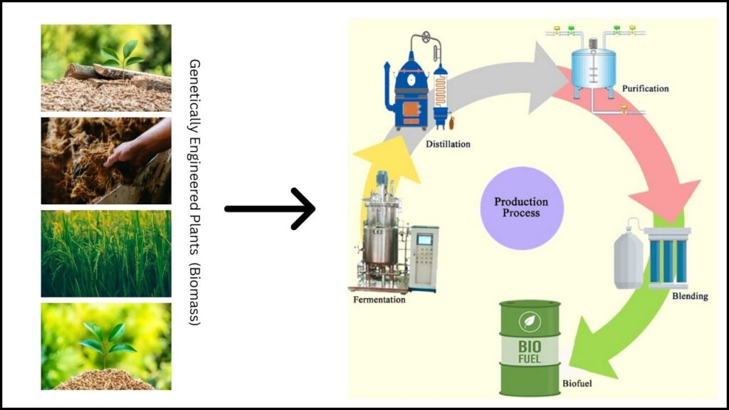 Genetically Engineered Plants Now Show Higher Efficiency for Sustainable Biofuel Production 3 How Genetic Engineering Improves Biofuel Production