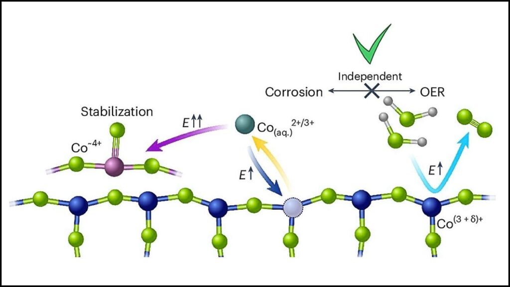 Monash Breakthrough Paves the Way for Cheap, Large-Scale Green Hydrogen 4 How Scientists Cracked the Cobalt Code