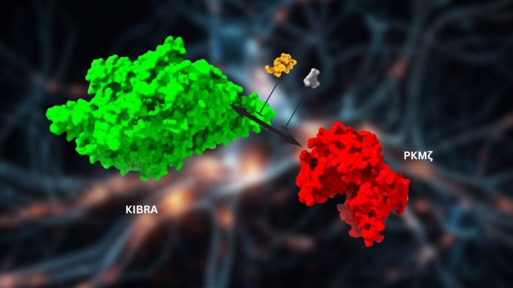 This Tiny Molecular Bond Could Be the Key to How We Store Memories 4 KIBRA-PKMζ bond