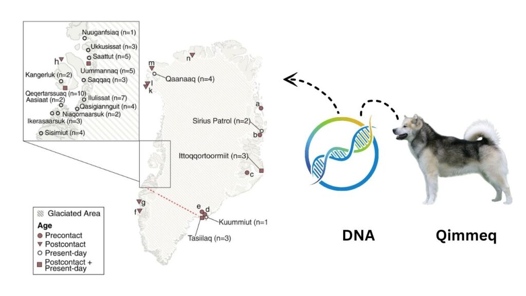 Ancient DNA From Sled Dogs Offers New Clues About Human Migration History 4 Lessons From Sled Dog DNA