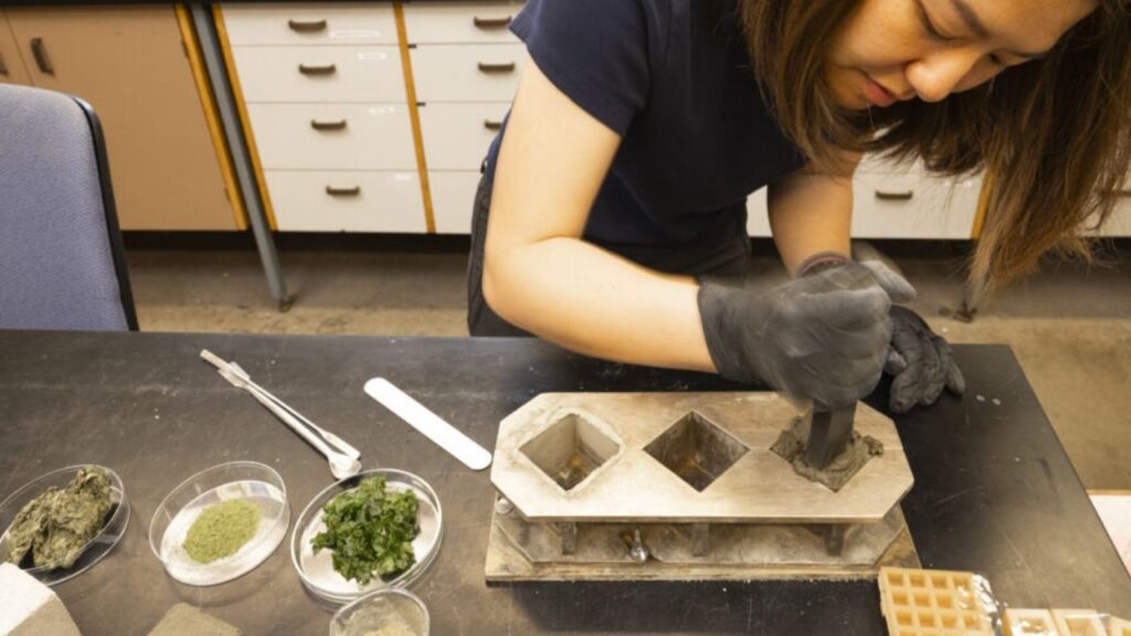 Seaweed-Infused Cement: A Game-Changer for Greener, Stronger Concrete 4 Making Seaweed-Infused Cement