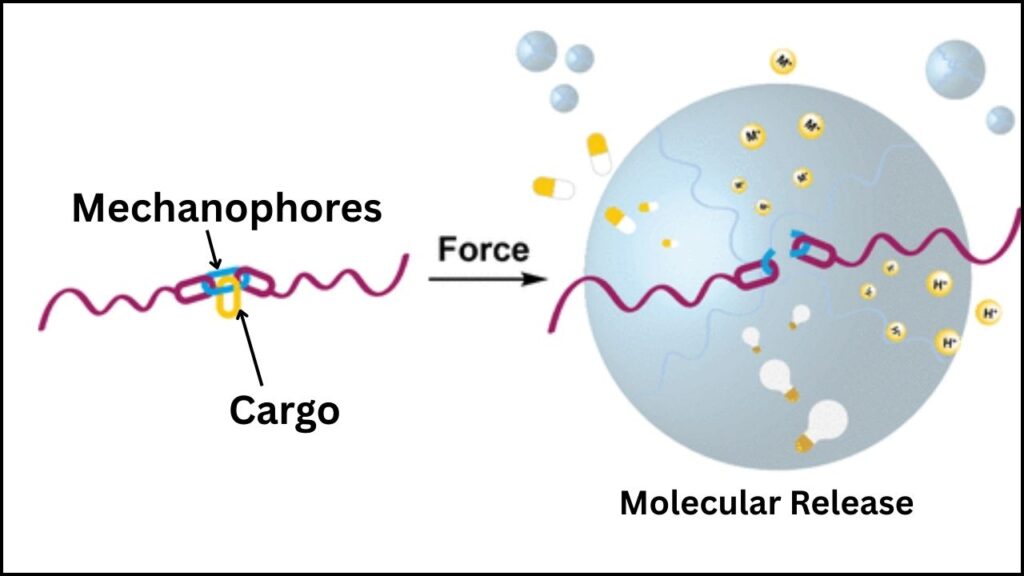 New Gel Polymer Mimics Muscle and Gains Strength With an Innovative Formula 4 Mechanophores