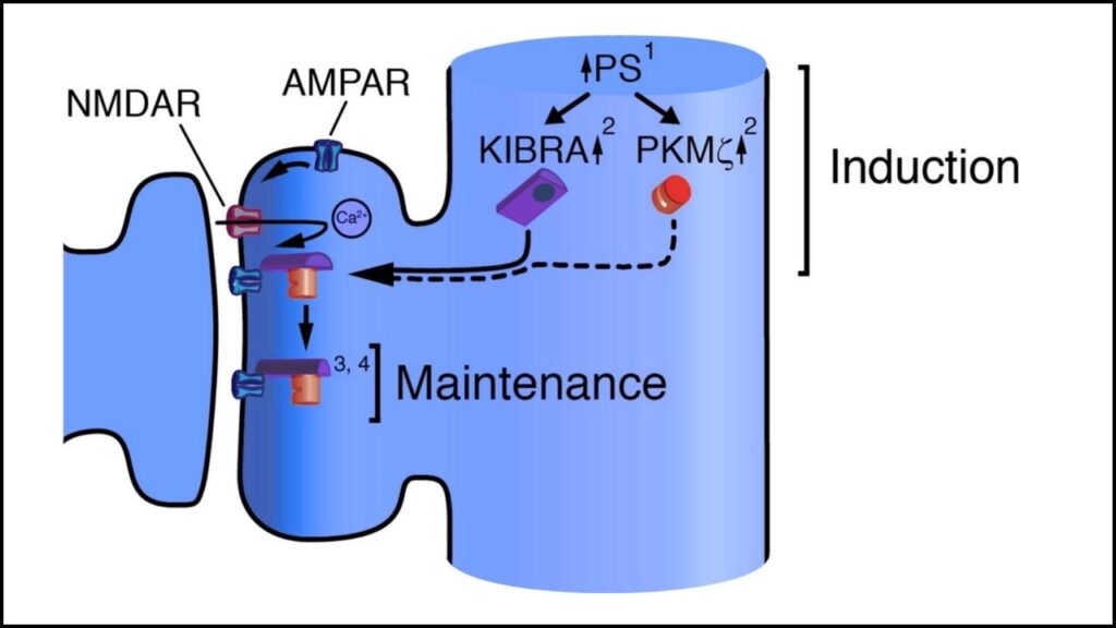This Tiny Molecular Bond Could Be the Key to How We Store Memories 3 Meet the Memory Molecules