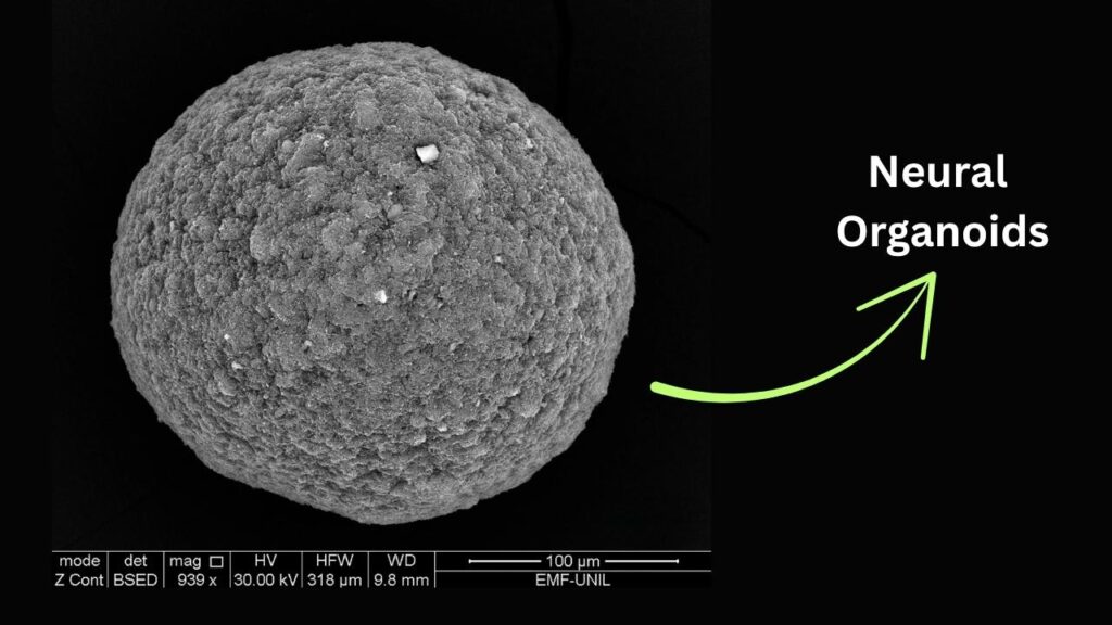 Living Computers Powered by Brain Cells: The Science, Promise, and Challenges of Organoid Intelligence 4 Neural Organoids