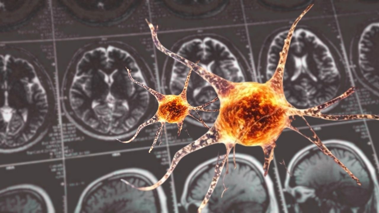 Neuroscientists Decode Visual Signals in Brains