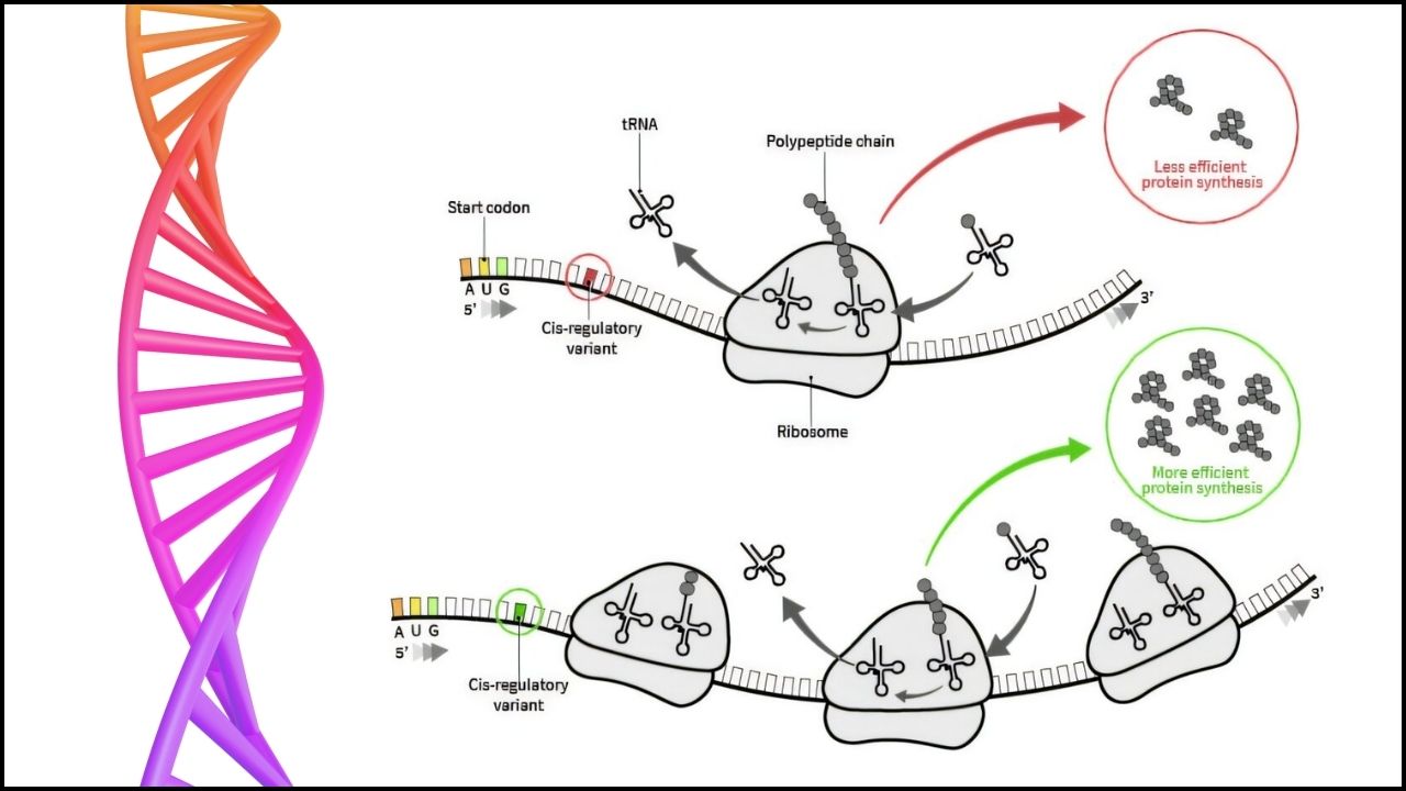 New AI Tool Supercharges mRNA Treatments