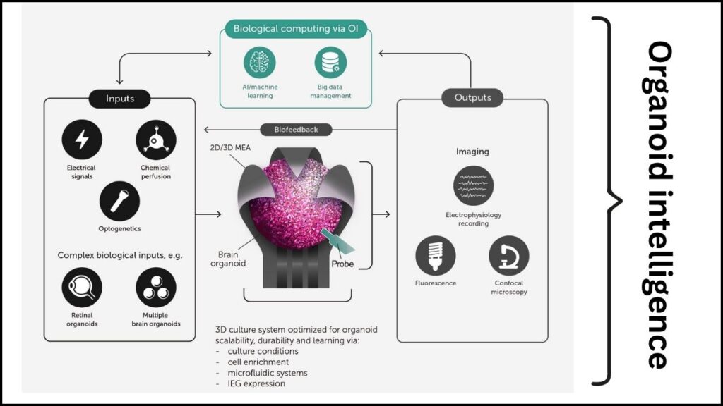 Living Computers Powered by Brain Cells: The Science, Promise, and Challenges of Organoid Intelligence 2 OI