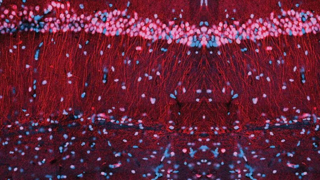 This Tiny Molecular Bond Could Be the Key to How We Store Memories 5 PKMζ Anchors to KIBRA