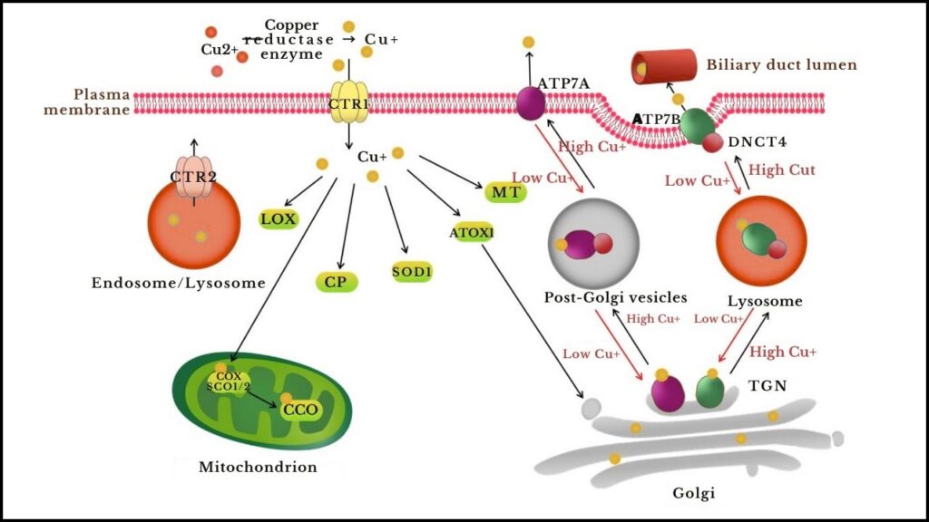 Could Copper in Your Diet Protect Your Brain and Prevent Memory Loss? New Study Suggests So 2 Powering Brain Cells Through Energy Metabolism