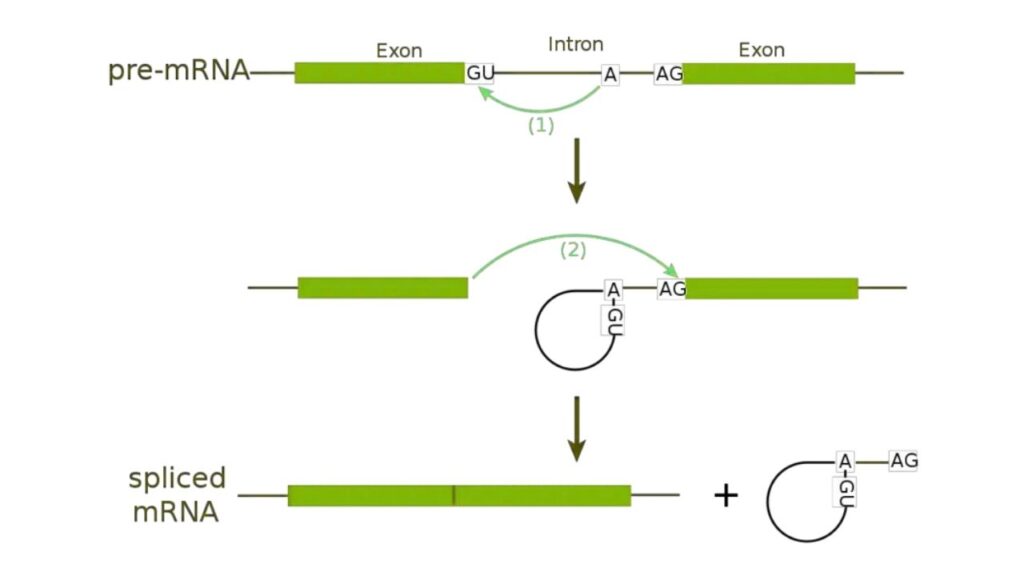 Google’s AlphaGenome AI Predicts Genetic Mutations With Unmatched Precision 4 RNA Splicing