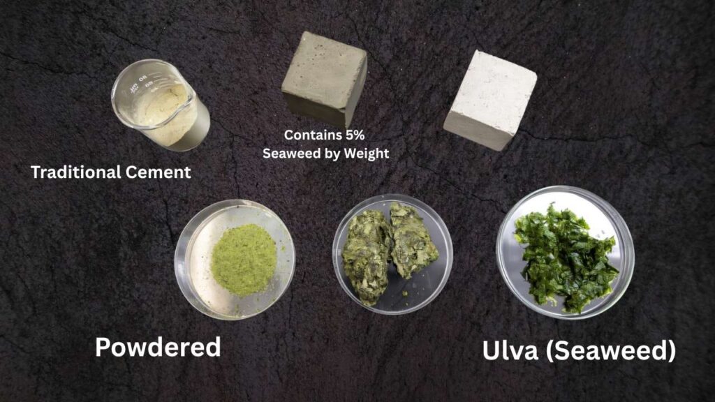 Seaweed-Infused Cement: A Game-Changer for Greener, Stronger Concrete 1 Seaweed-Infused Cement