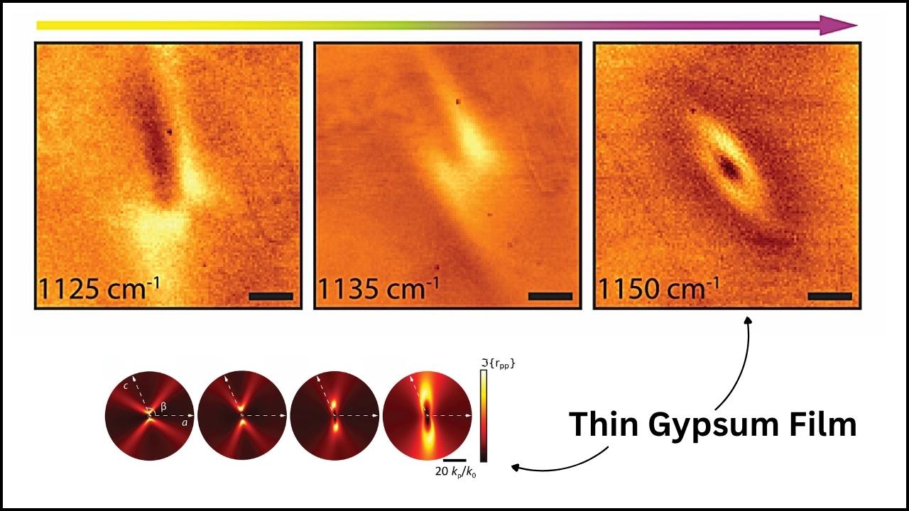Shear Phonon Polaritons in Gypsum