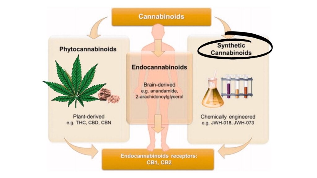 Synthetic Cannabinoids
