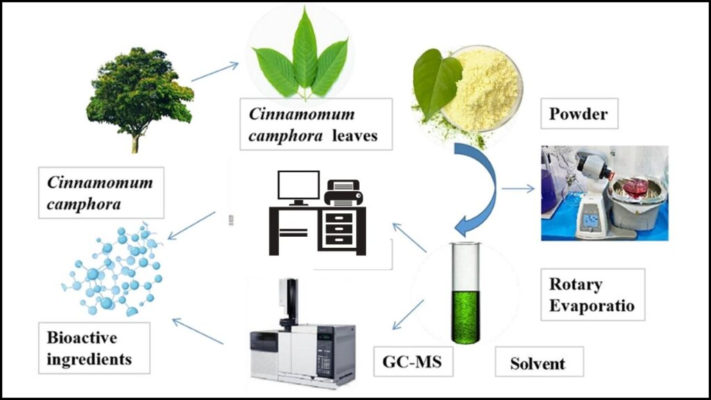 The Science Behind Camphorquinone