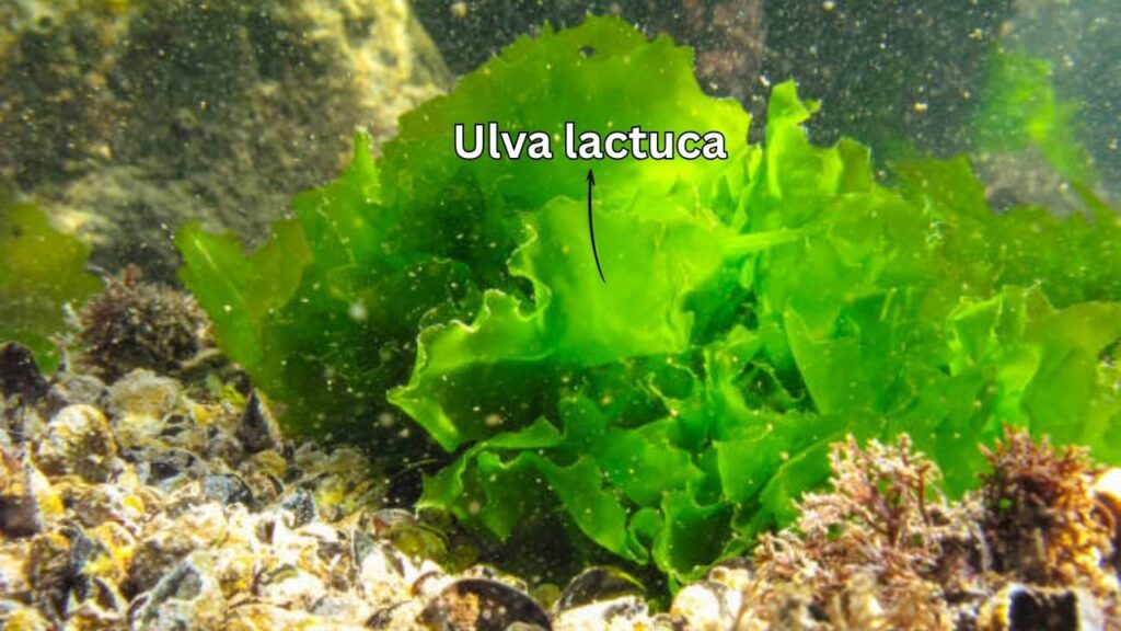 Seaweed-Infused Cement: A Game-Changer for Greener, Stronger Concrete 3 Ulva