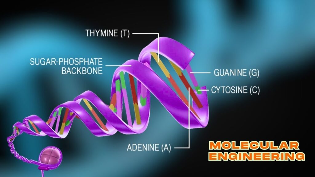 Understanding DNA as a Building Block
