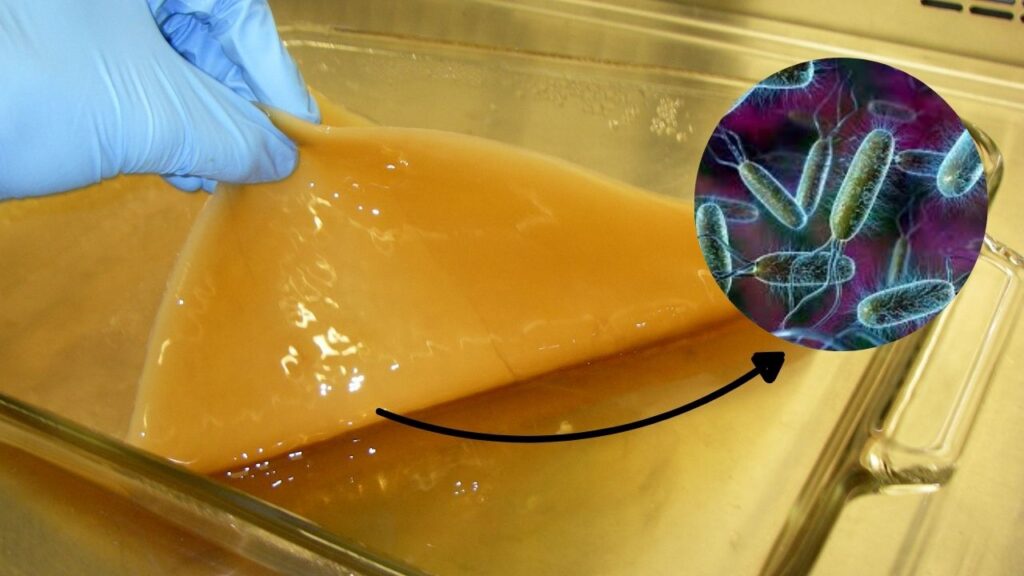 Goodbye, Plastic? Scientists Create Supermaterial That Outperforms Metal and Glass 2 What Is Bacterial Cellulose